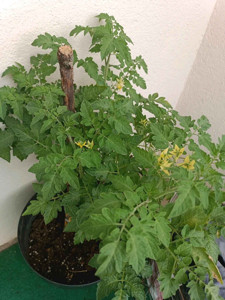 Image ajoutée par ☄️Max