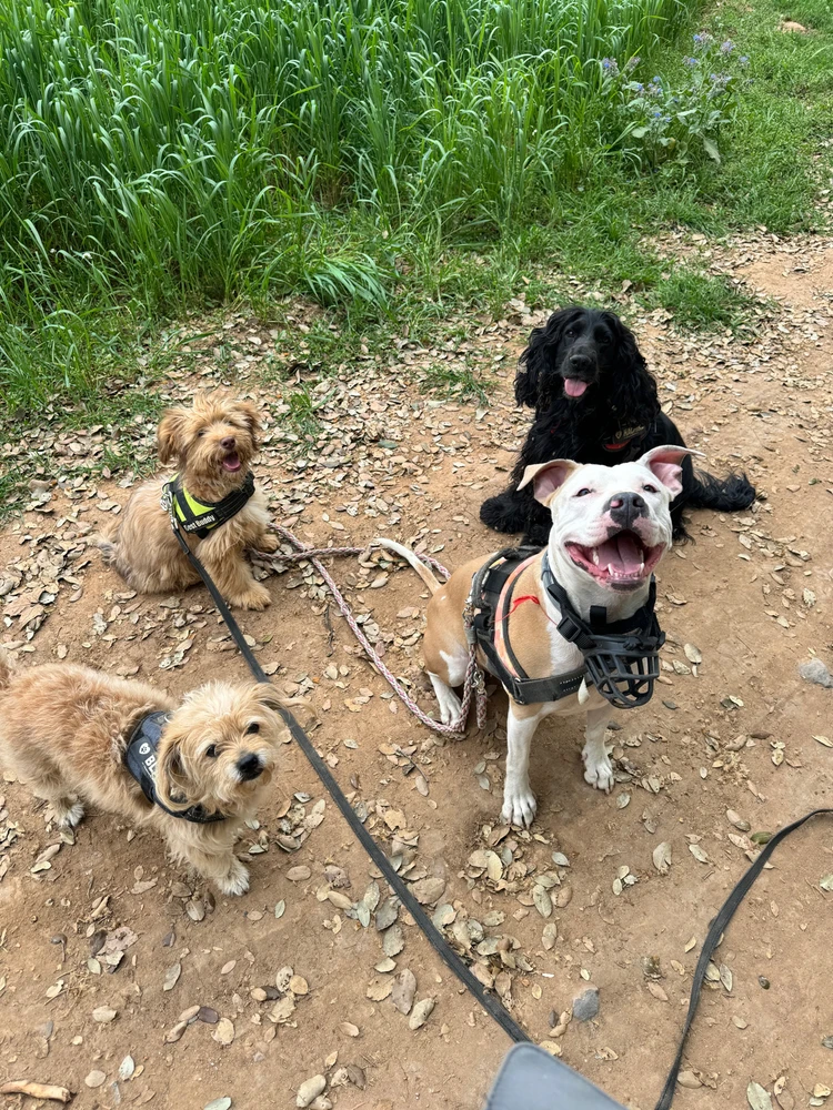 Os presento a mis 4 peques 🥰