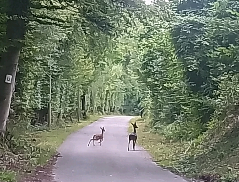 Bild hochgeladen von Herbert = ᚺᛖᚱᛒᛖᚱᛏ