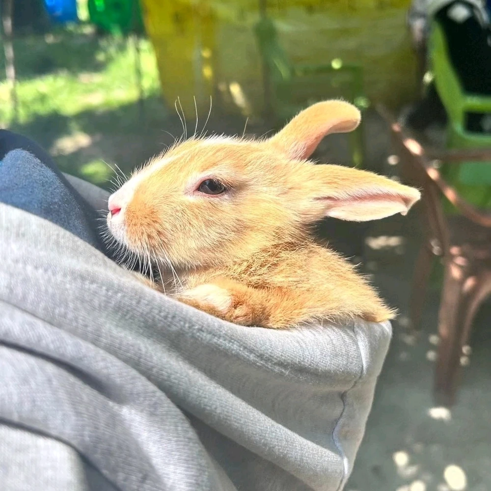 Orange bunny. Sunrays hitting the green flower field. Rabbit bunny. White rabbit. 