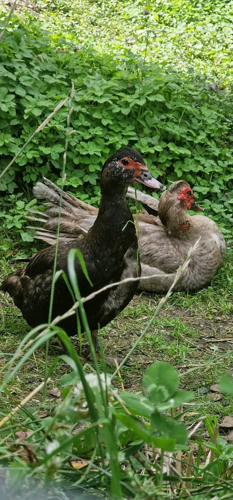 Immagine caricata da Michele