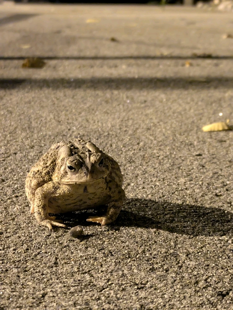 American toad