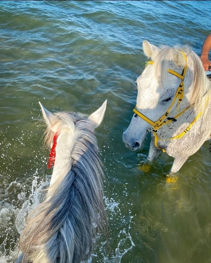 صورة رفعها Nour