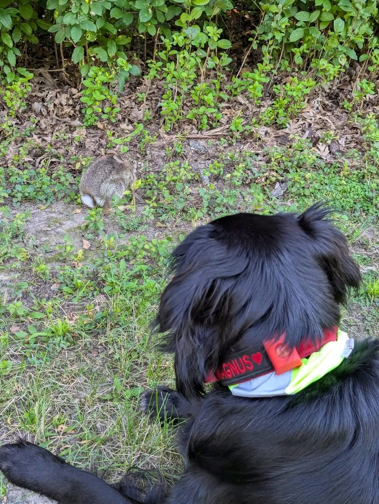 Magnus my black Golden retriever service dog laying down next to a wild rabbit