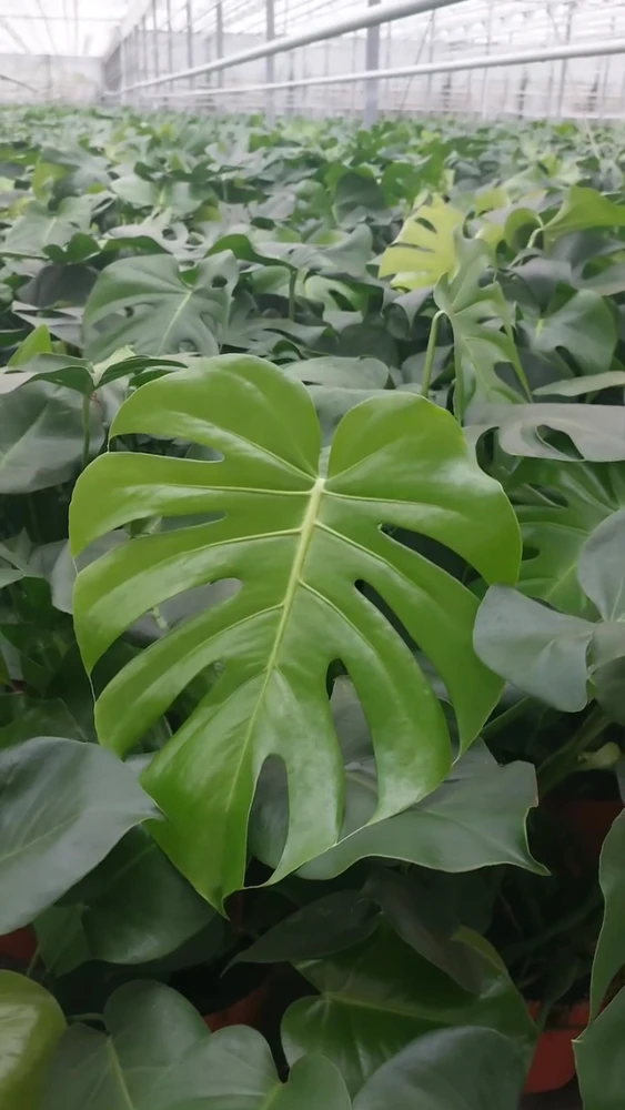 Imagine încărcată de Alex