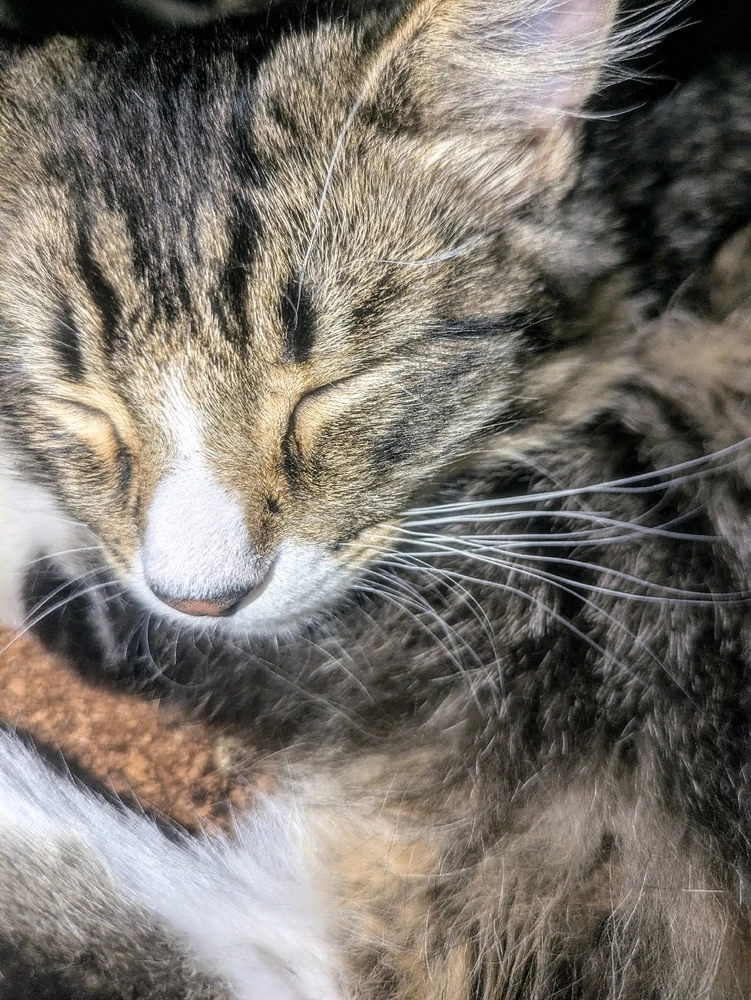Cats, cat, feline, felines, pets, animals