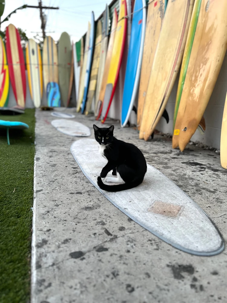 A wall is lined with surfboards against it. A cat sits in the foreground on a carpet that is in the shape of a surf board. 