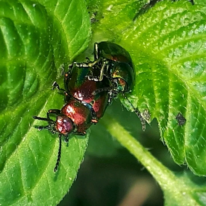 Bild hochgeladen von Herbert = ᚺᛖᚱᛒᛖᚱᛏ