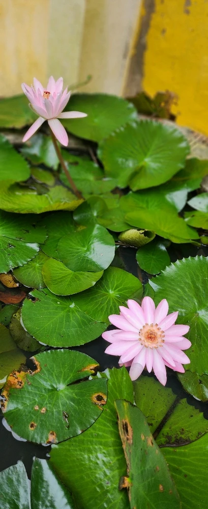 Ảnh do Hannah tải lên