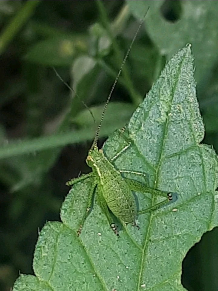 Bild hochgeladen von Herbert = ᚺᛖᚱᛒᛖᚱᛏ