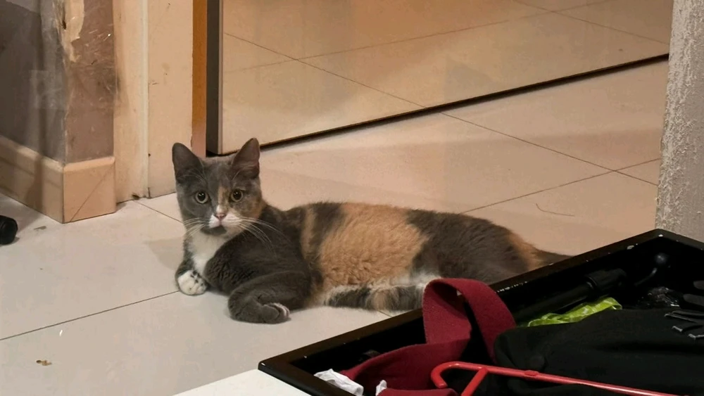 Gi-upload ni Miao miao ang hulagway