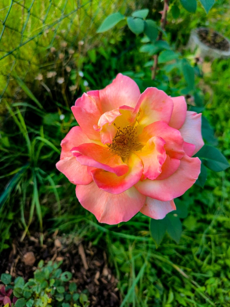 Obrázek nahrál Helenka - Wensdy