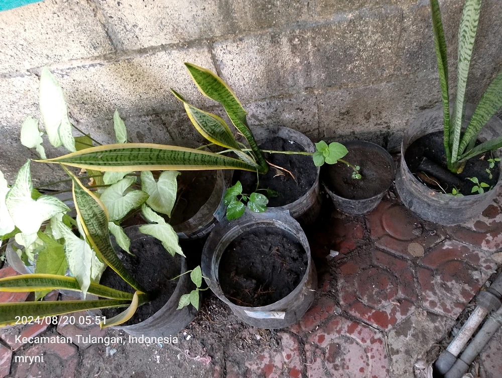 Gambar diunggah oleh .