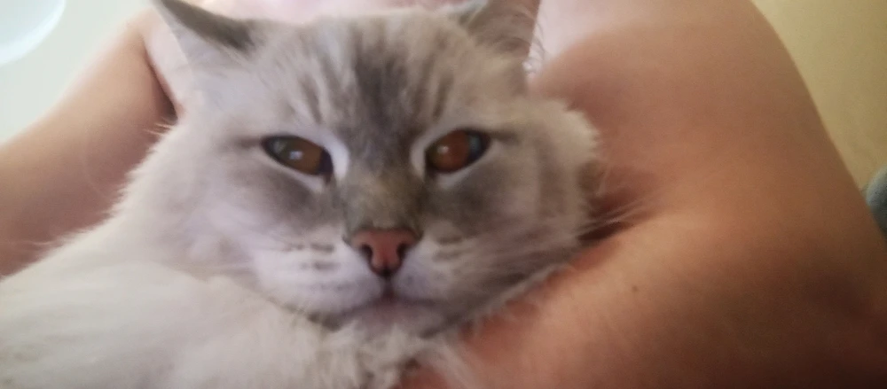 Фото загрузил Dmitrii