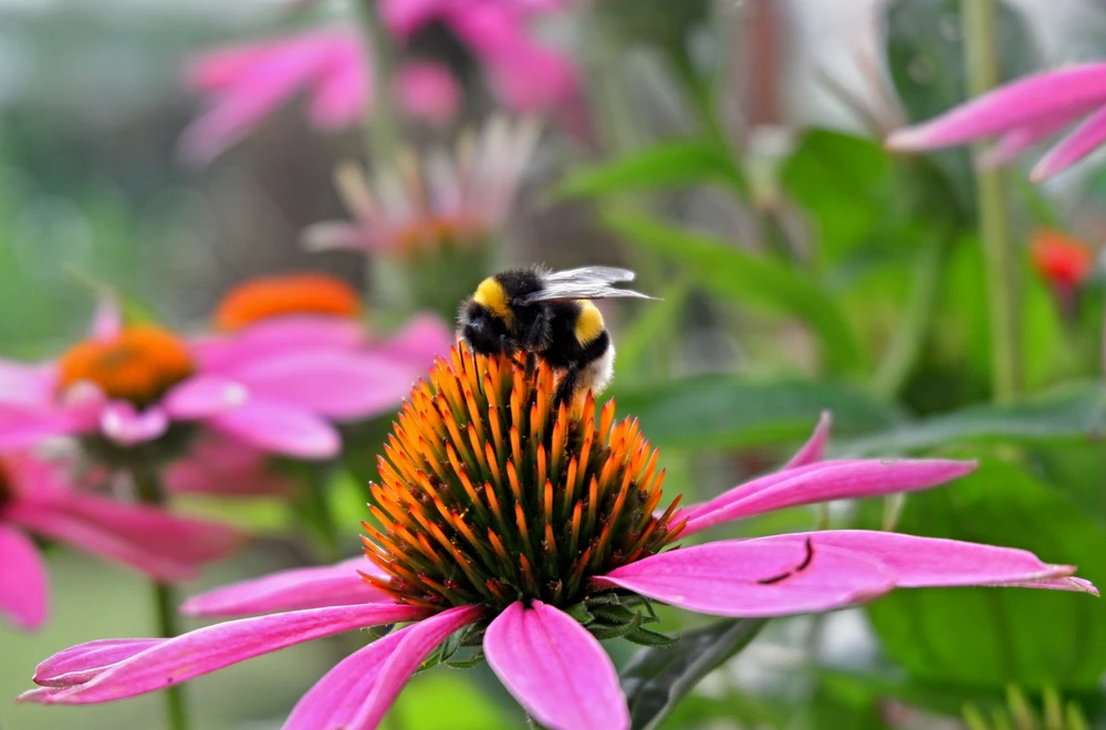 Obrázek nahrál Daniel Kovář