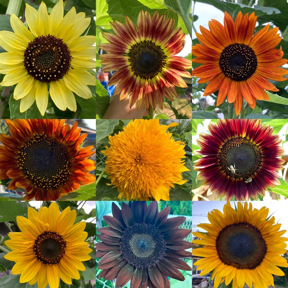 Different kinds of subflowers. 
