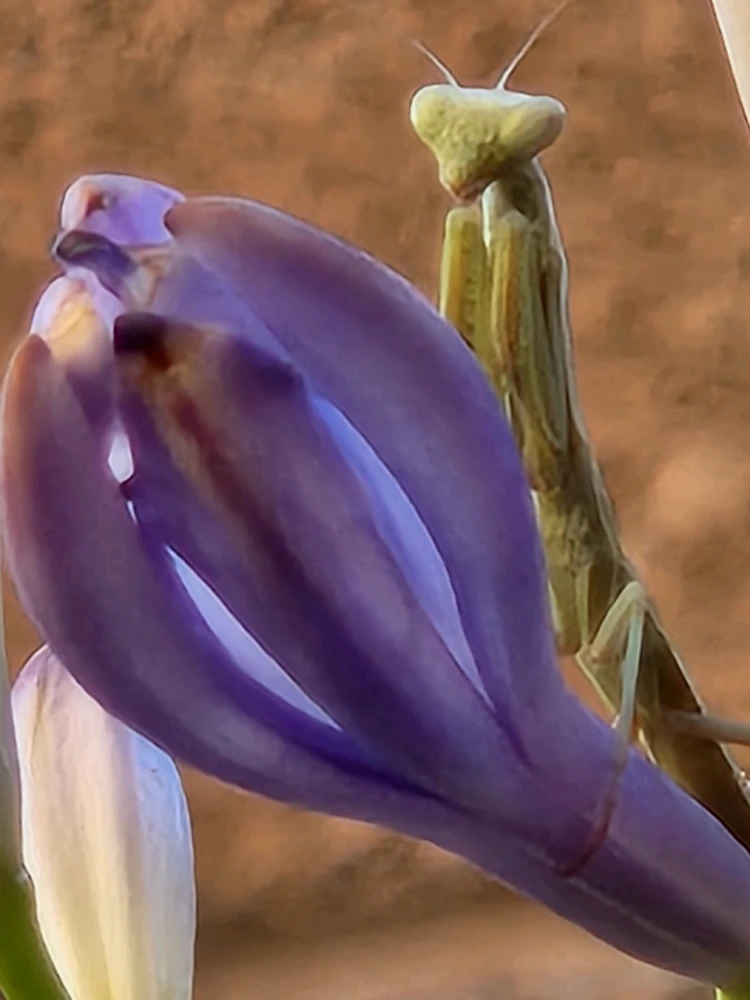 Gambar diunggah dening Awk