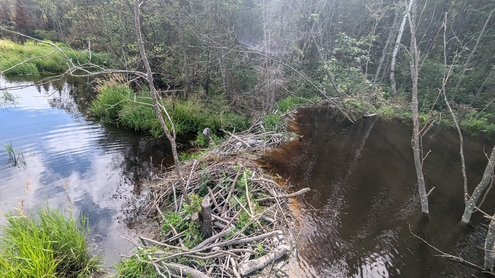 Image uploaded by Nikkolas Ongaro