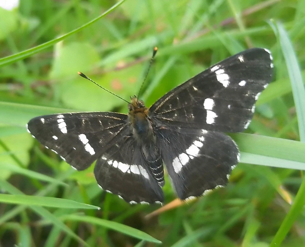 Bild hochgeladen von Herbert = ᚺᛖᚱᛒᛖᚱᛏ