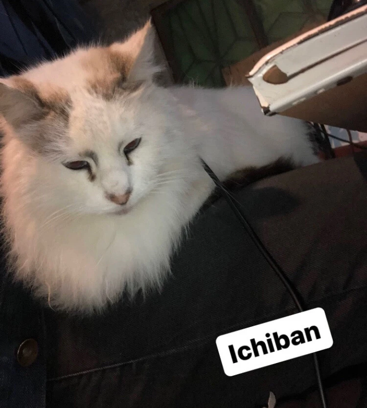 Ichiban, una hermosa gata blanca