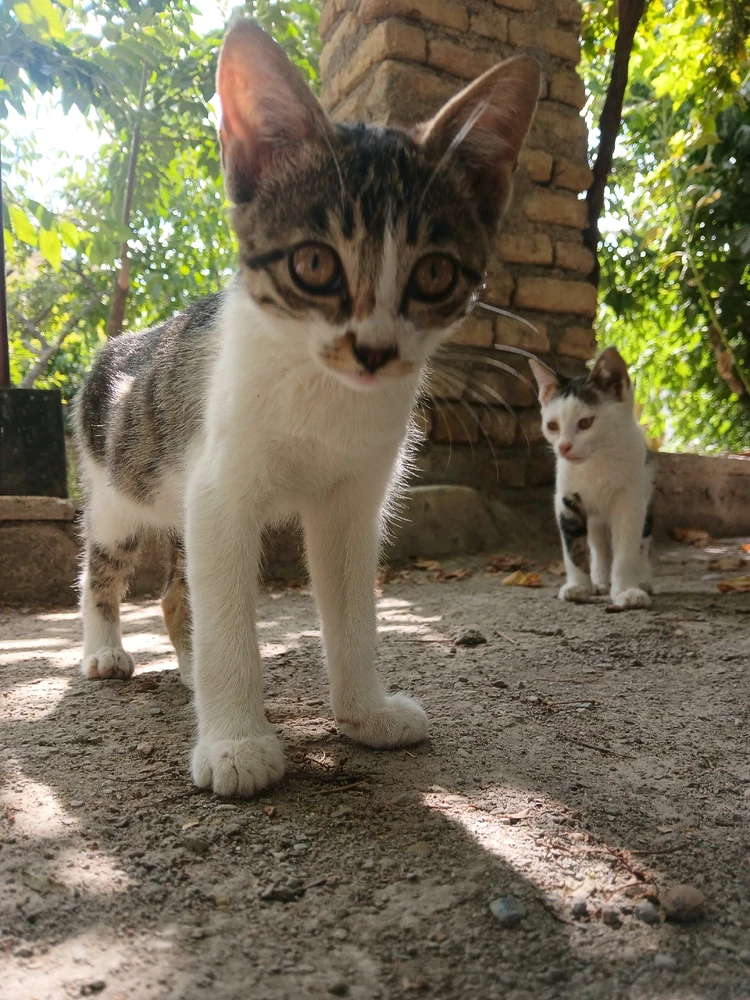 تصویر آپلود شده توسط Sobhan