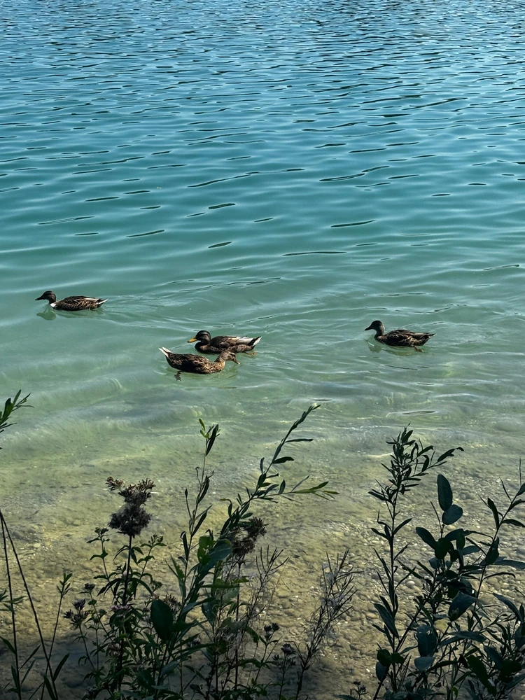 Bild hochgeladen von Tiffany