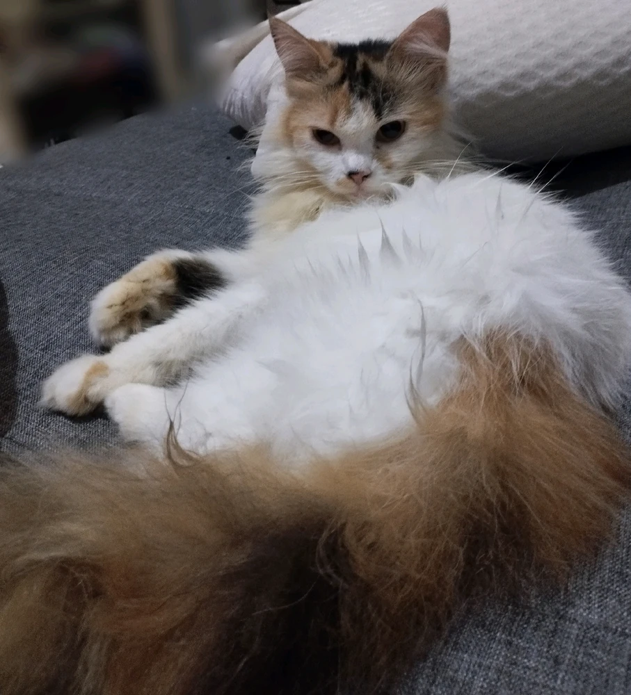 Image uploaded by RaNdoM