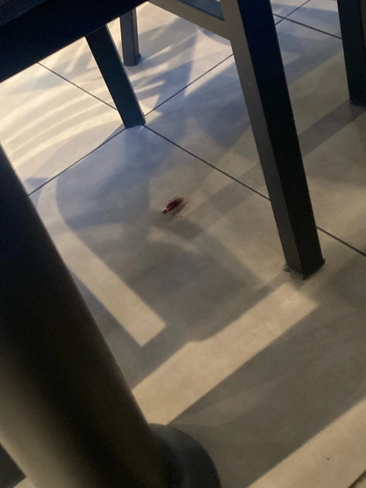 Image uploaded by Ren