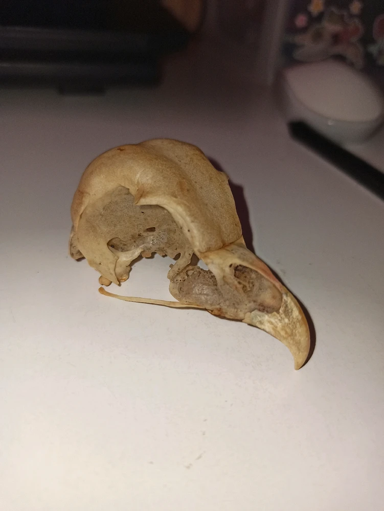 Image uploaded by Big ass toad