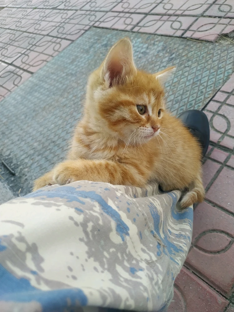 Kamuflajıma tırmanan yavru turuncu kedi halinden memnun görünüyor.