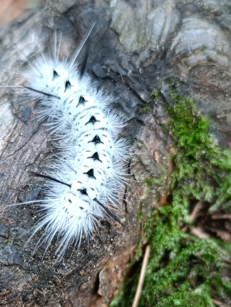 Image uploaded by Chris