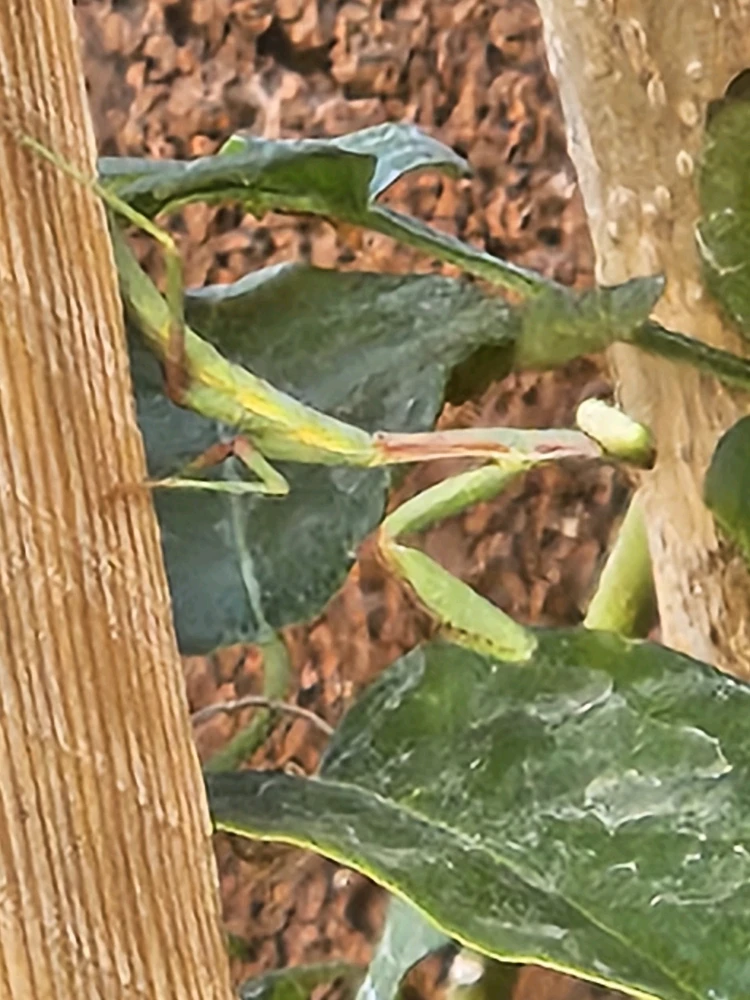 Mantis in my garden