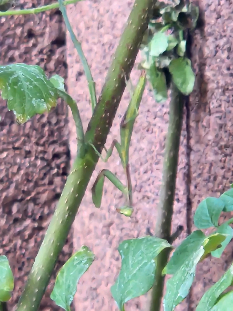 Image uploaded by Awk