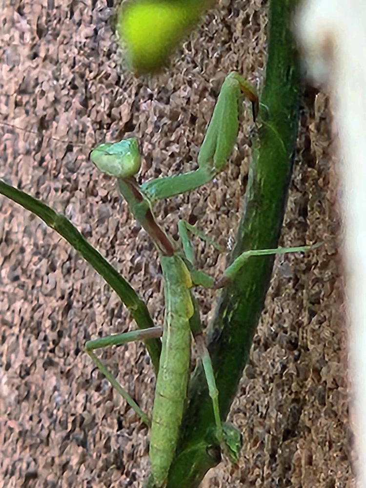 Gambar diunggah dening Awk