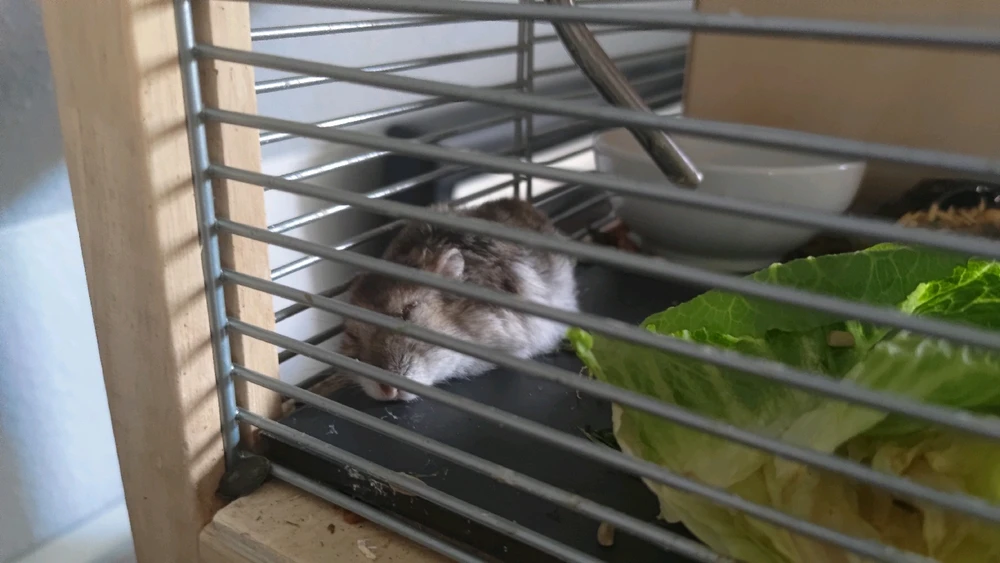 Bild hochgeladen von Peter