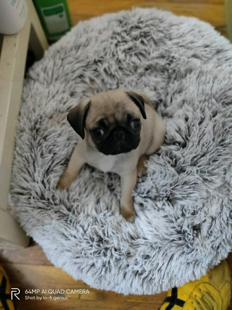 PugLife - Vol.1

The Dondon, is 8 weeks old here.

"We didn't choose the PUG LIFE, 
THE PUG LIFE CHOOSE US ! " 

#puglife