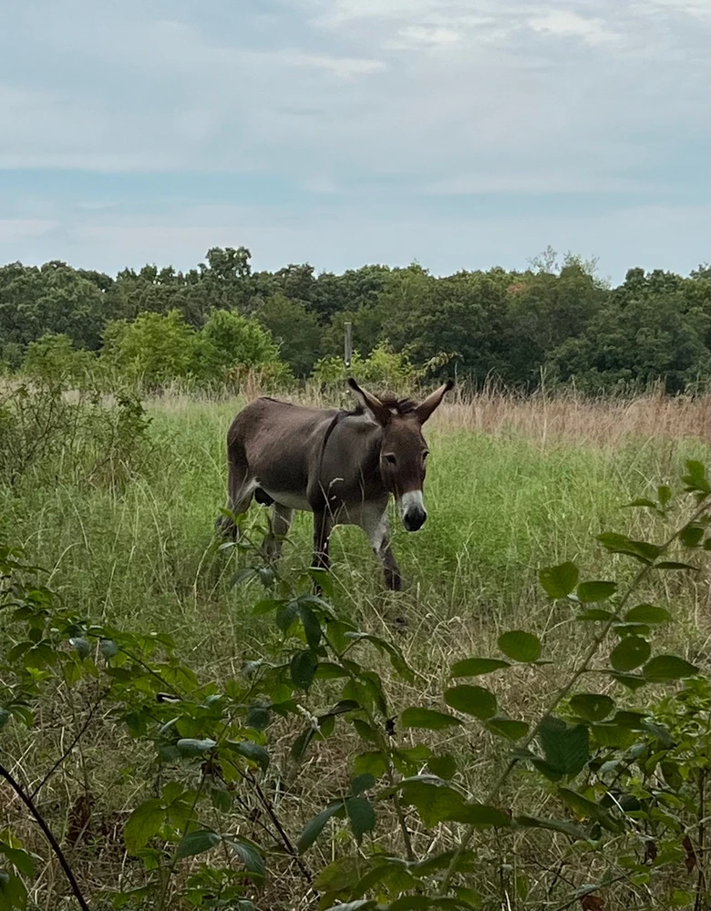 Image uploaded by Sarah