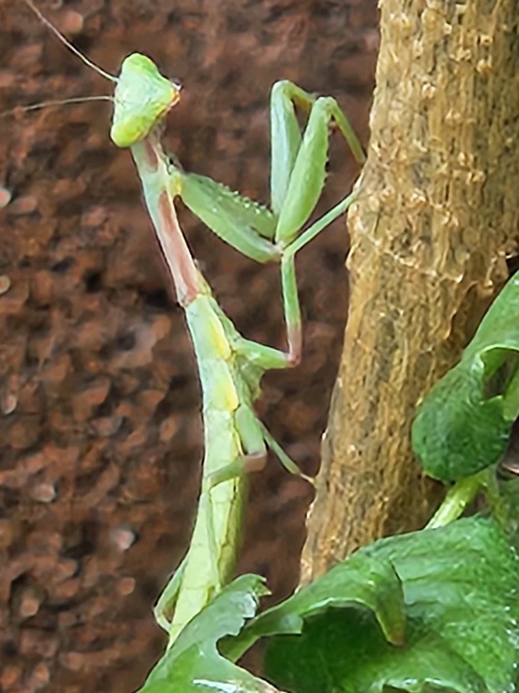 Gambar diunggah dening Awk