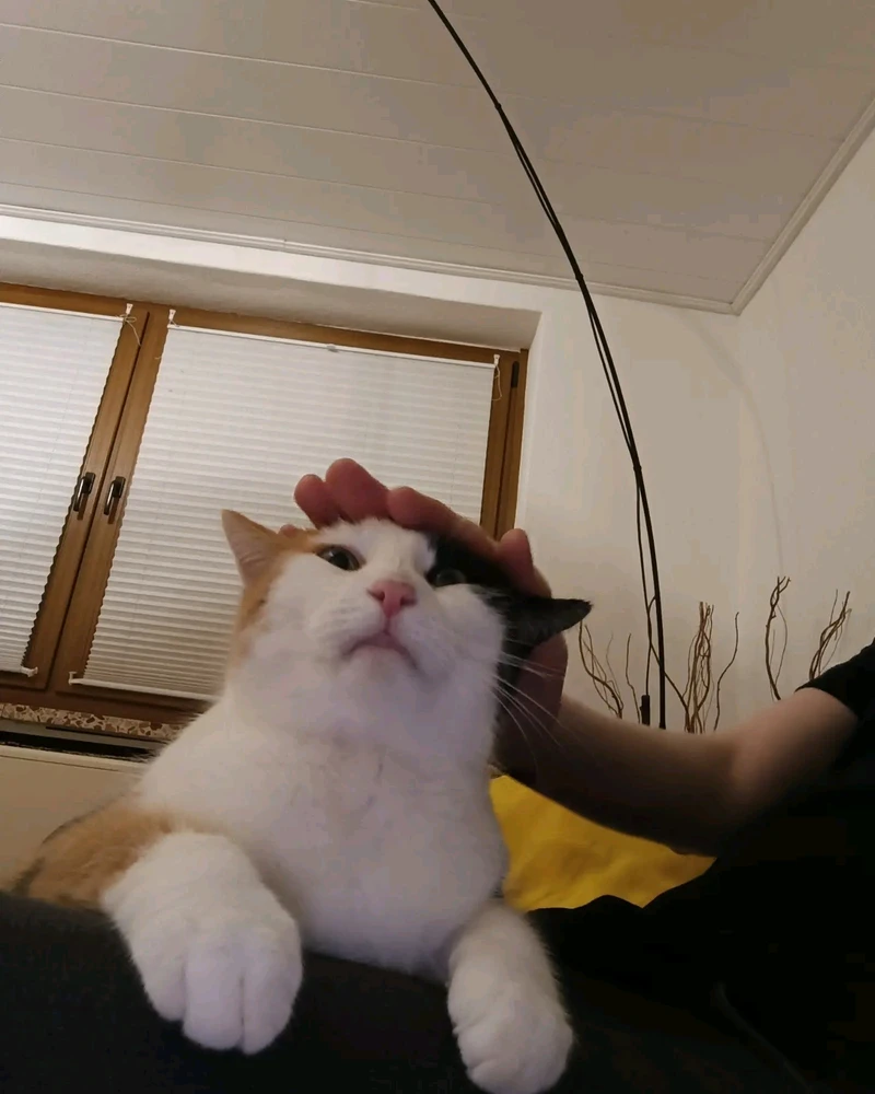 Bild hochgeladen von Maximilian