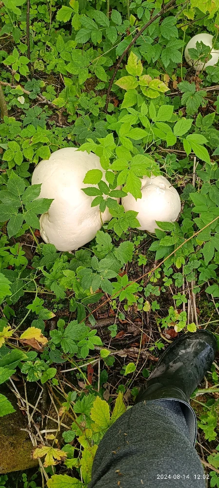 Nuotrauką įkėlė Dainius