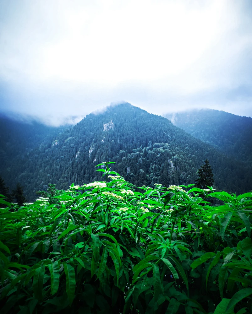 Image uploaded by Devrim