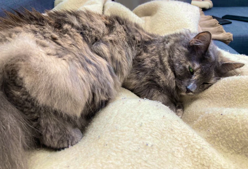 Prent opgelaai deur Cara