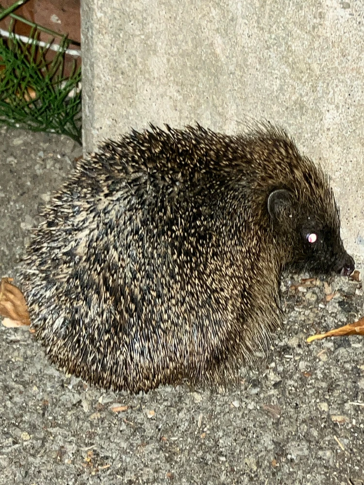 Image uploaded by Tom