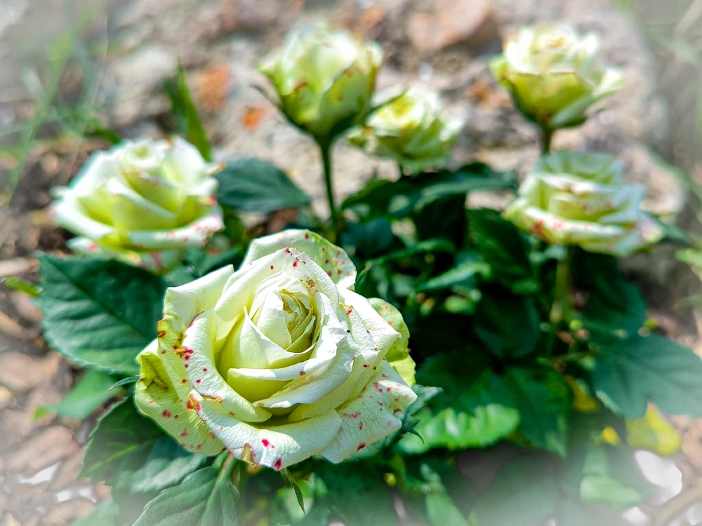 Obrázek nahrál Helenka - Wensdy