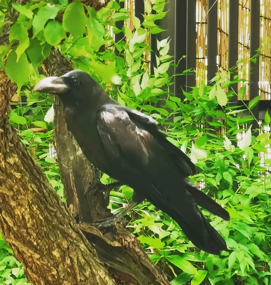 カラス