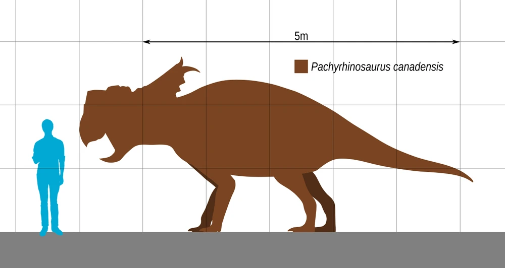 A comparison between Pachyrhinosaurus canadensis, the largest species, and an average human.