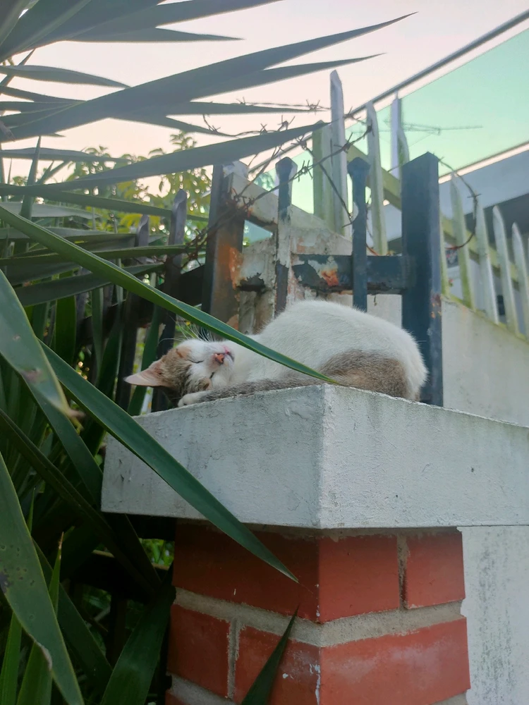 Imej dimuat naik oleh Z