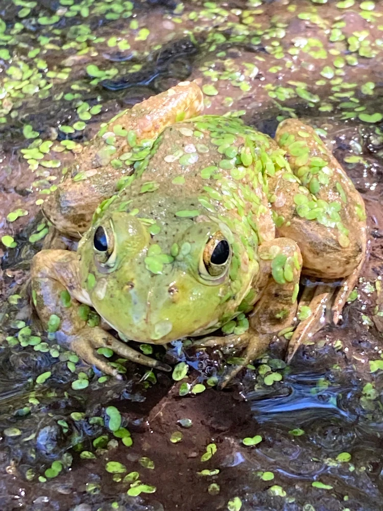 Toad in a swamp