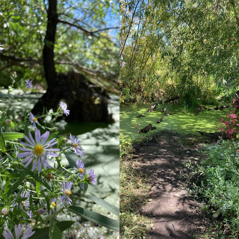 Wildflowers in a swamp. 