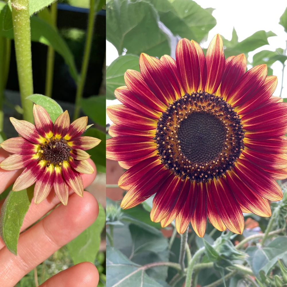 Abnormally teeny weeny sunflower. 